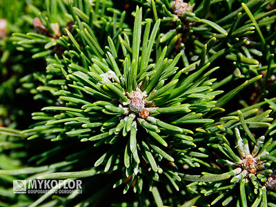 Pinus mugo Suzi – zbliżenie igły i pąków