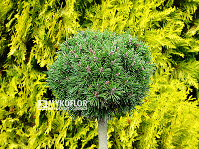 Pinus mugo Tyler – roślina zaszczepiona na niewysokim pieńku