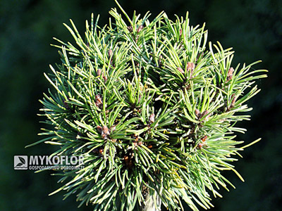 Pinus mugo (uncinata) Bochanek