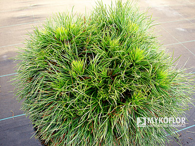 Pinus mugo Varella