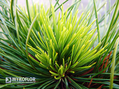 Pinus mugo Varella