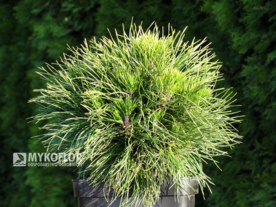 Pinus mugo Varella
