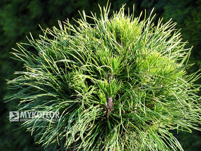 Pinus mugo Varella