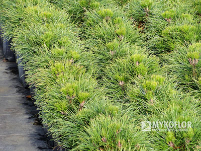 Pinus mugo Varella