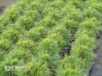 Pinus mugo Varella