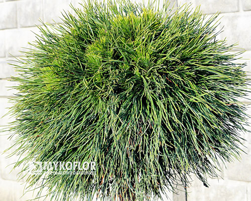 Pinus mugo Varella Pa 40cm