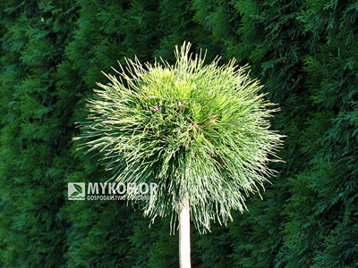 Pinus mugo Varella Pa 40cm