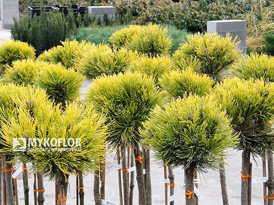 Pinus mugo Winter Gold