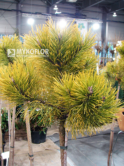 Pinus mugo Winter Gold