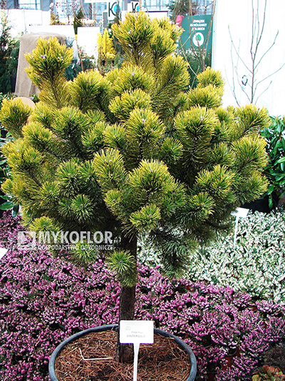 Pinus mugo Winter Gold