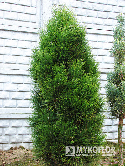 Pinus nigra Green Tower