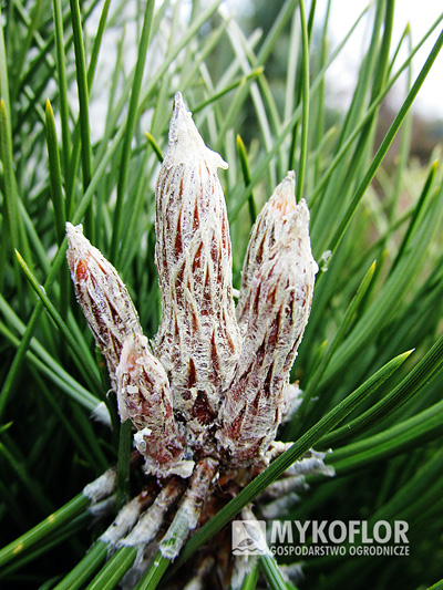 Pinus nigra Green Tower - pąki