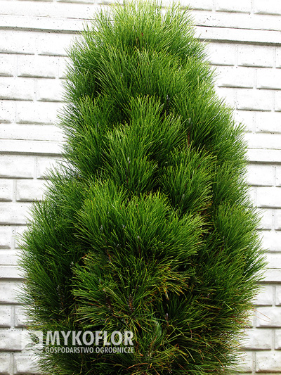 Sosna czarna Green Tower