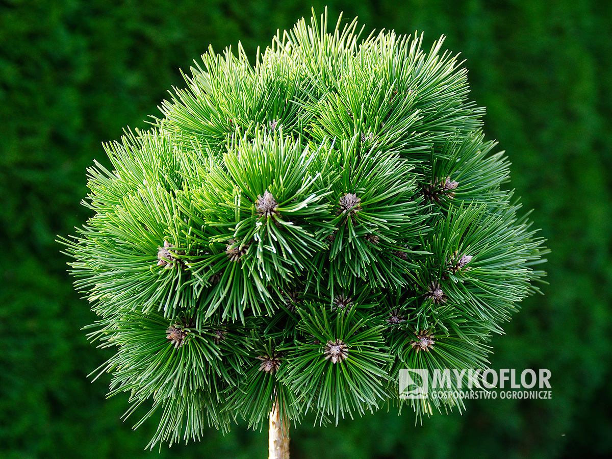 Pinus nigra Lucia