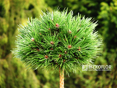 Pinus nigra Lucia