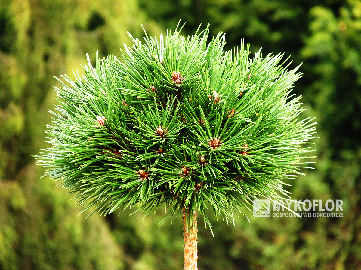 Pinus nigra Lucia