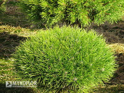 Pinus nigra Maria