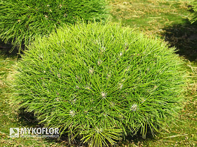 Pinus nigra Maria