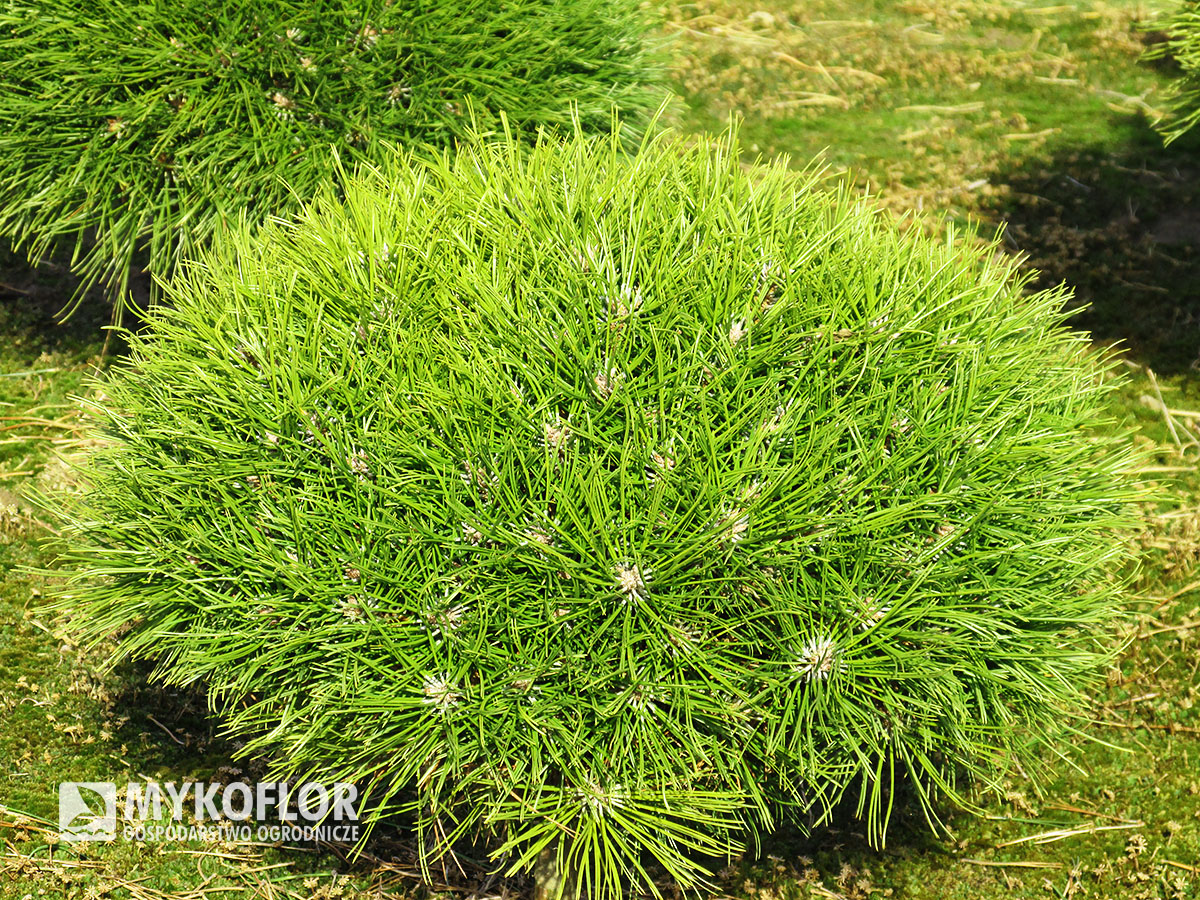 Pinus nigra Maria