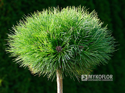 Pinus nigra Maria zaszczepiona na pniu