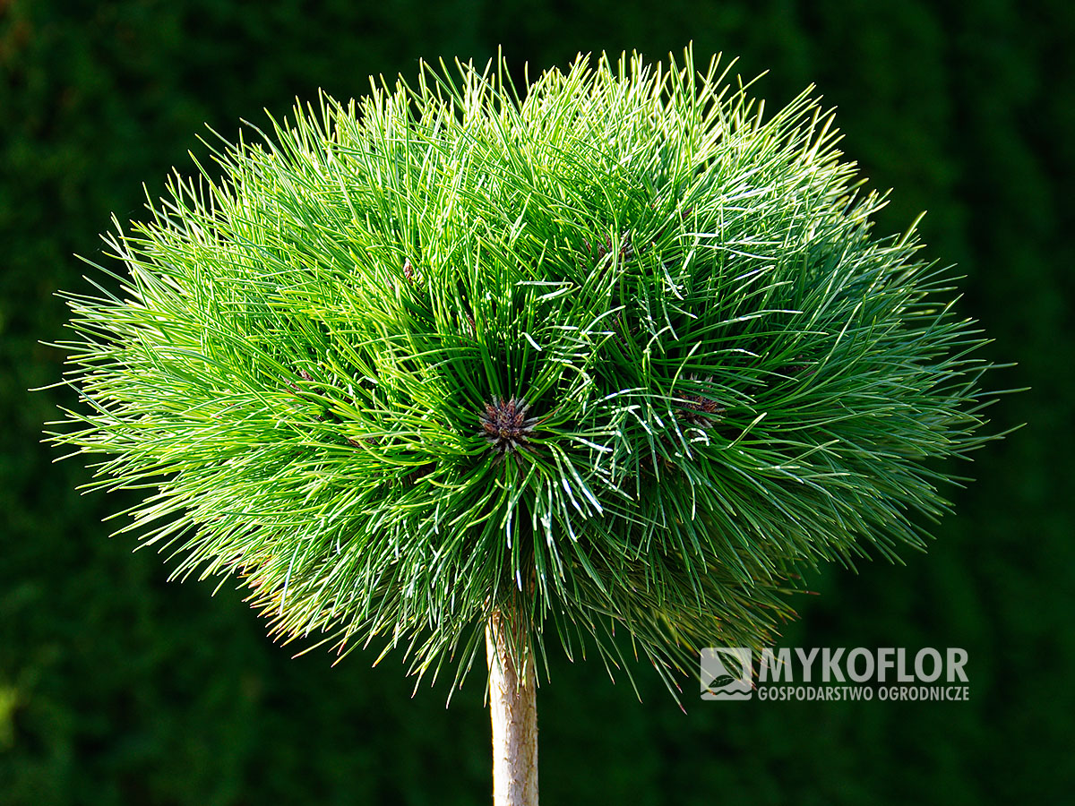 Pinus nigra Maria zaszczepiona na pniu