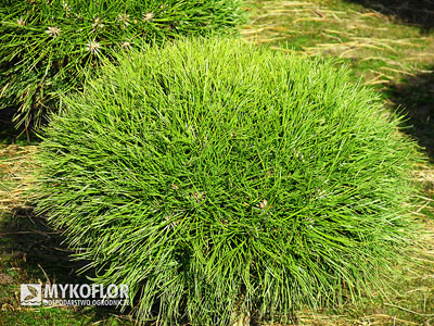 Pinus nigra Maria nisko szczepiona