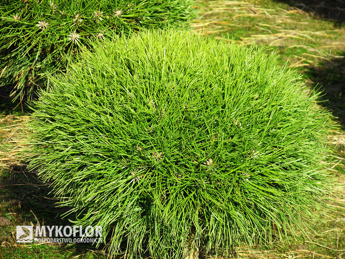 Pinus nigra Maria nisko szczepiona