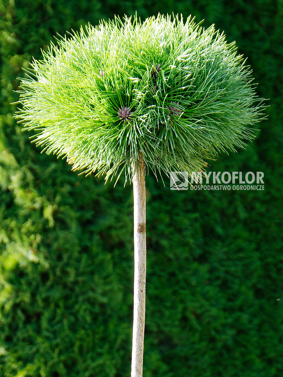 Pinus nigra Maria zaszczepiona na pniu o wysokości 60 cm