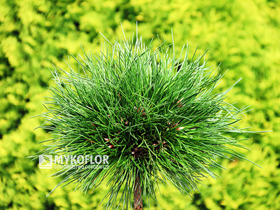 Pinus nigra Moravský Jižní Kříž