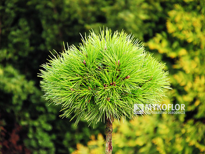 Pinus nigra Ola