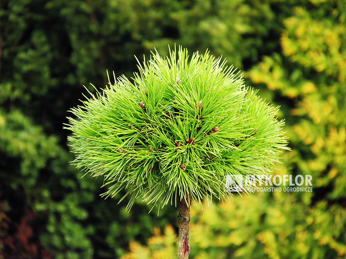Pinus nigra Ola