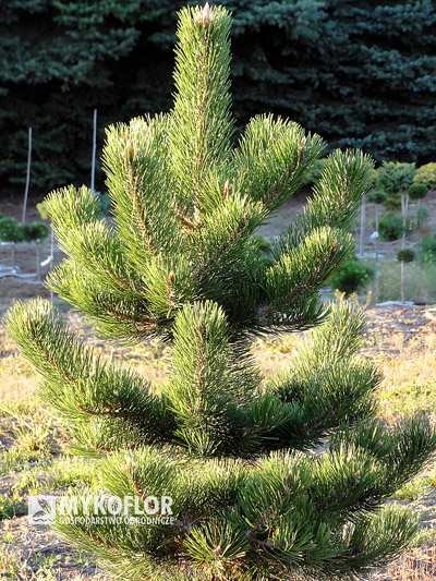 Pinus nigra Oregon Green