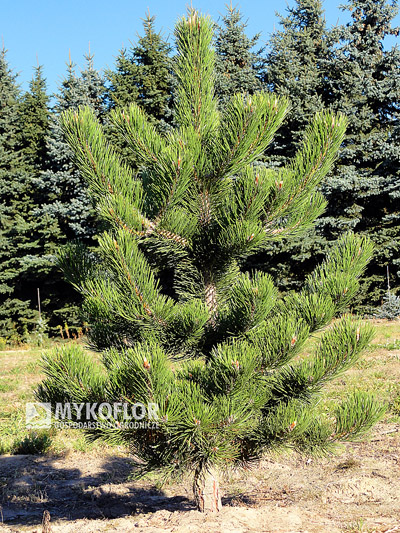 Pinus nigra Oregon Green