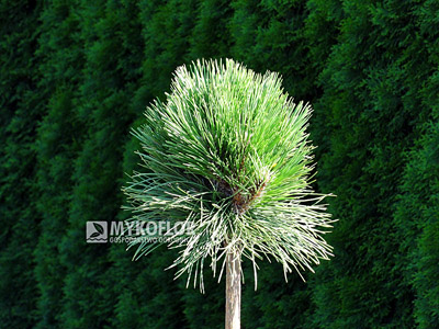 Pinus nigra Petra Pa 60cm