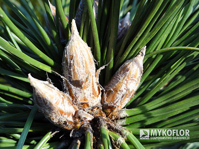 Pinus nigra Petra Pa 60cm