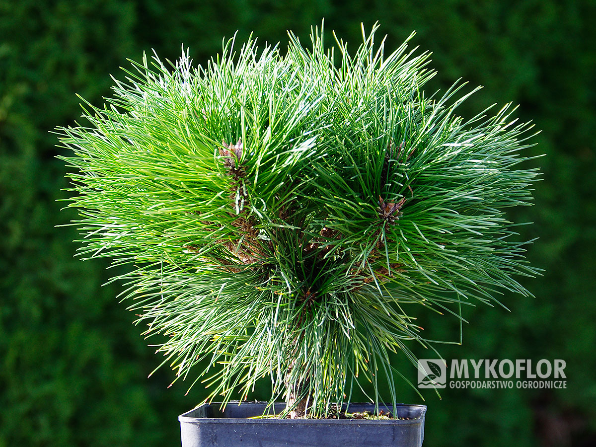 Pinus nigra Pierrick Bregéon – przykładowa roślina oferowana do sprzedaży