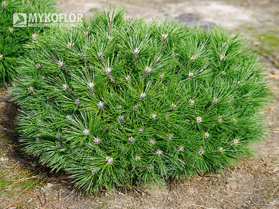 Pinus nigra Pierrick Bregéon