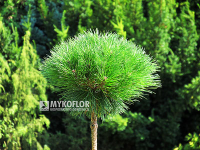 Pinus nigra Pierrick Bregéon – roślina zaszczepiona na pniu o wysokości 40 cm