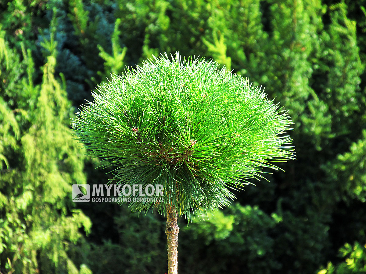 Pinus nigra Pierrick Bregéon – roślina zaszczepiona na pniu o wysokości 40 cm