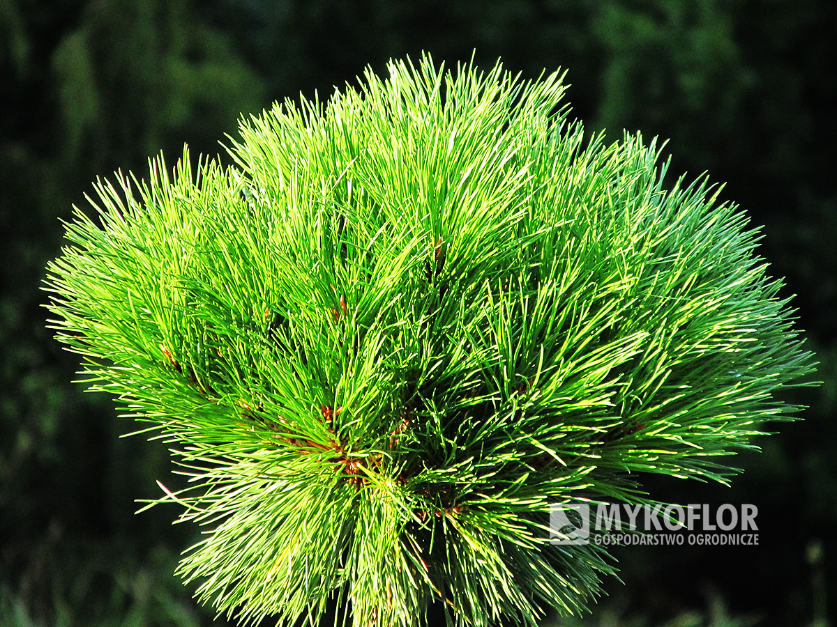 Pinus nigra Pierrick Bregéon – zbliżenie