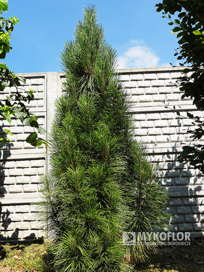 Pinus nigra Pyramidalis