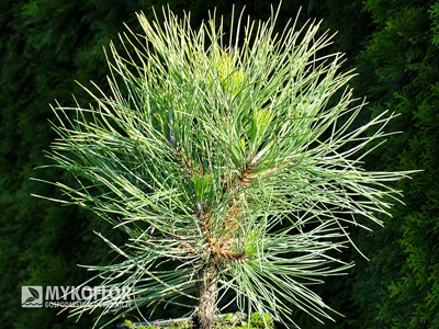 Pinus nigra Spielberg