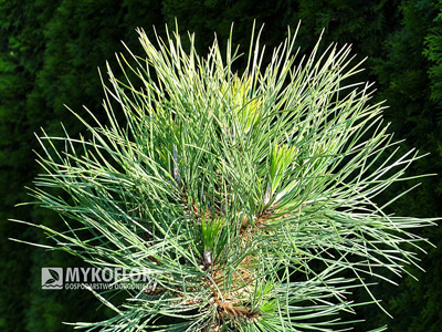 Pinus nigra Spielberg