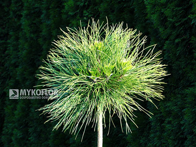 Pinus nigra Spielberg