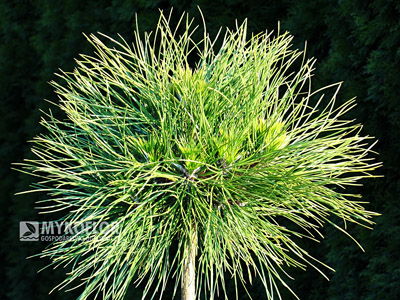 Pinus nigra Spielberg
