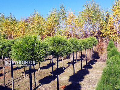 Pinus nigra Spielberg