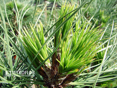 Pinus nigra Spielberg