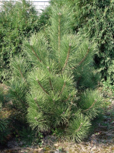 Pinus nigra