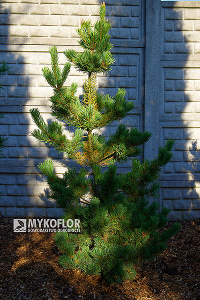 Pinus parviflora ‘Dai-ho’