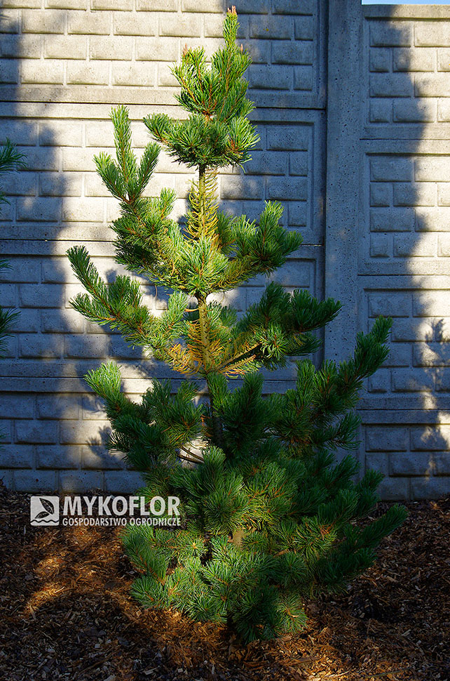 Pinus parviflora ‘Dai-ho’